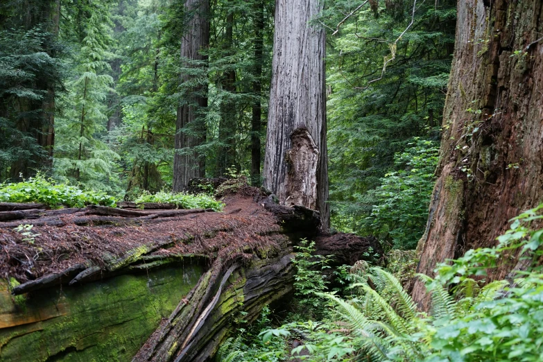 trees and ferns cover the ground of a dense forest