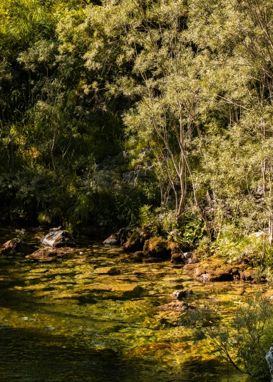 a dog sitting on the grass next to a river