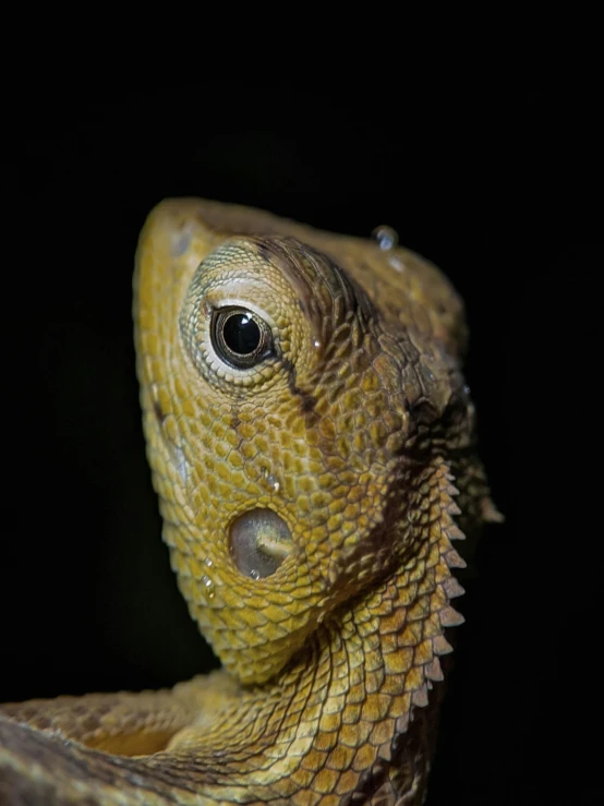 there is a closeup of the face of a large lizard