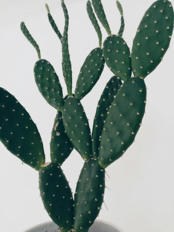 a closeup view of a green cactus on the top of a white vase