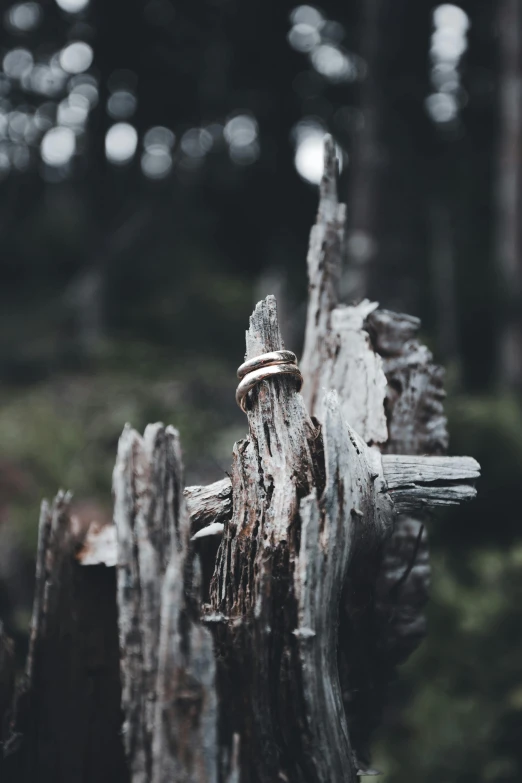 a ring on a tree trunk with the help of another in the forest