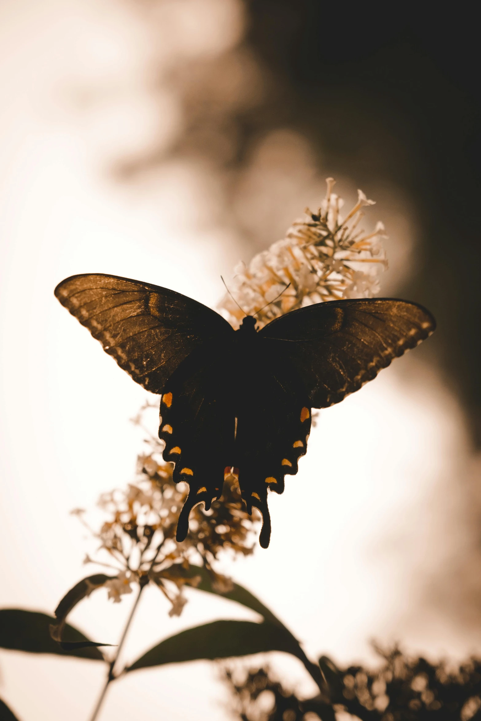 the brown erfly has landed on a white flower