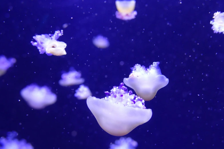 jellyfish swimming in an aquarium looking for food