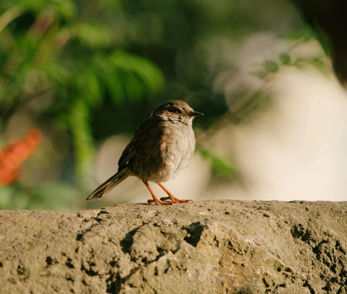 small bird standing on the ground at dusk