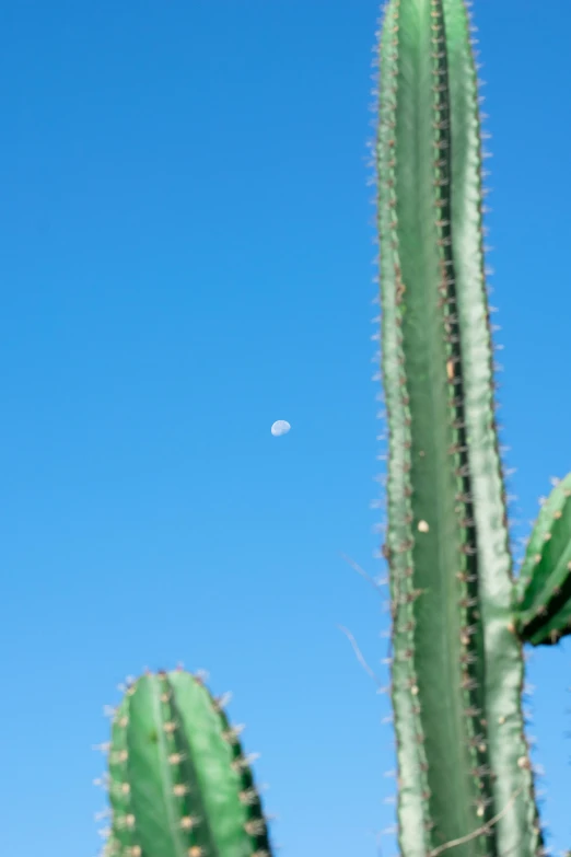 a cactus against a bright blue sky with the moon visible in the distance