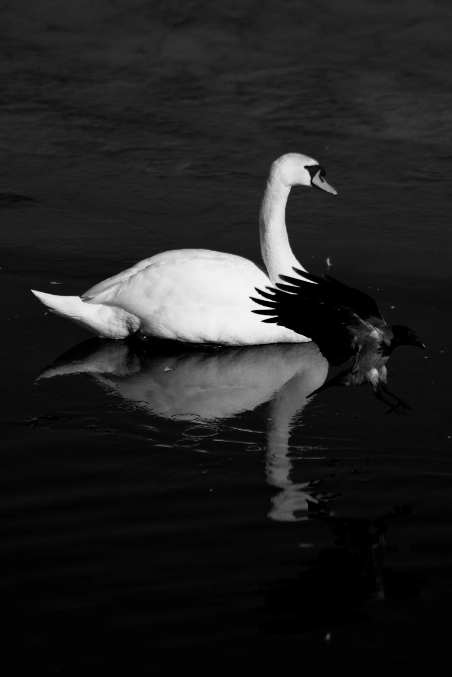 a swan floating on top of water near shore