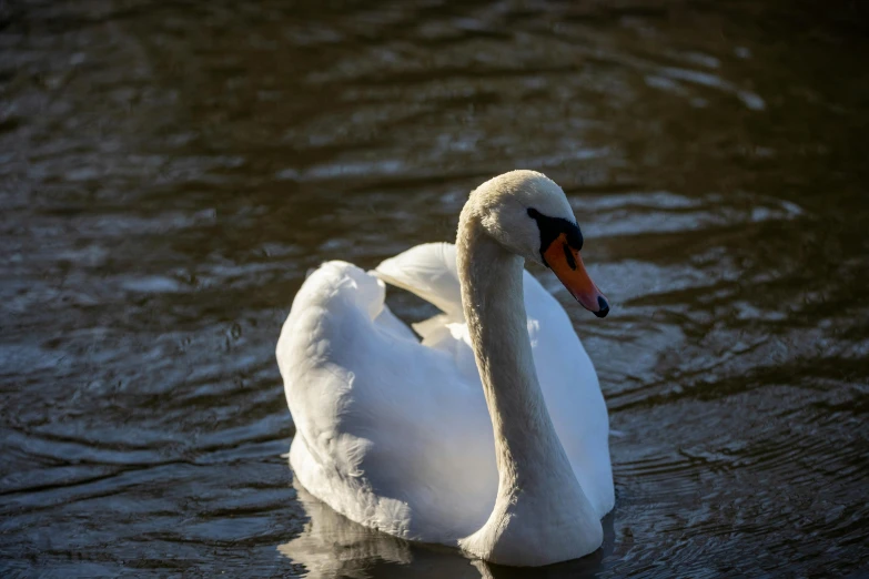 a white swan floating in the water next to another body of water
