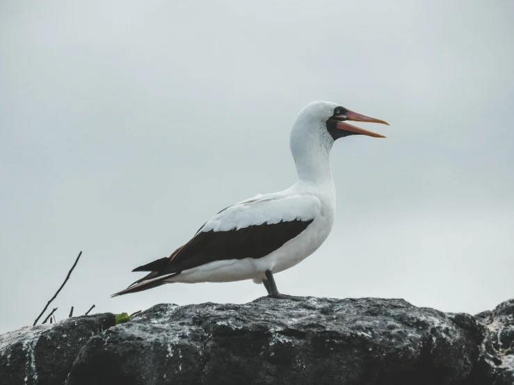 a large white bird sitting on top of a rock