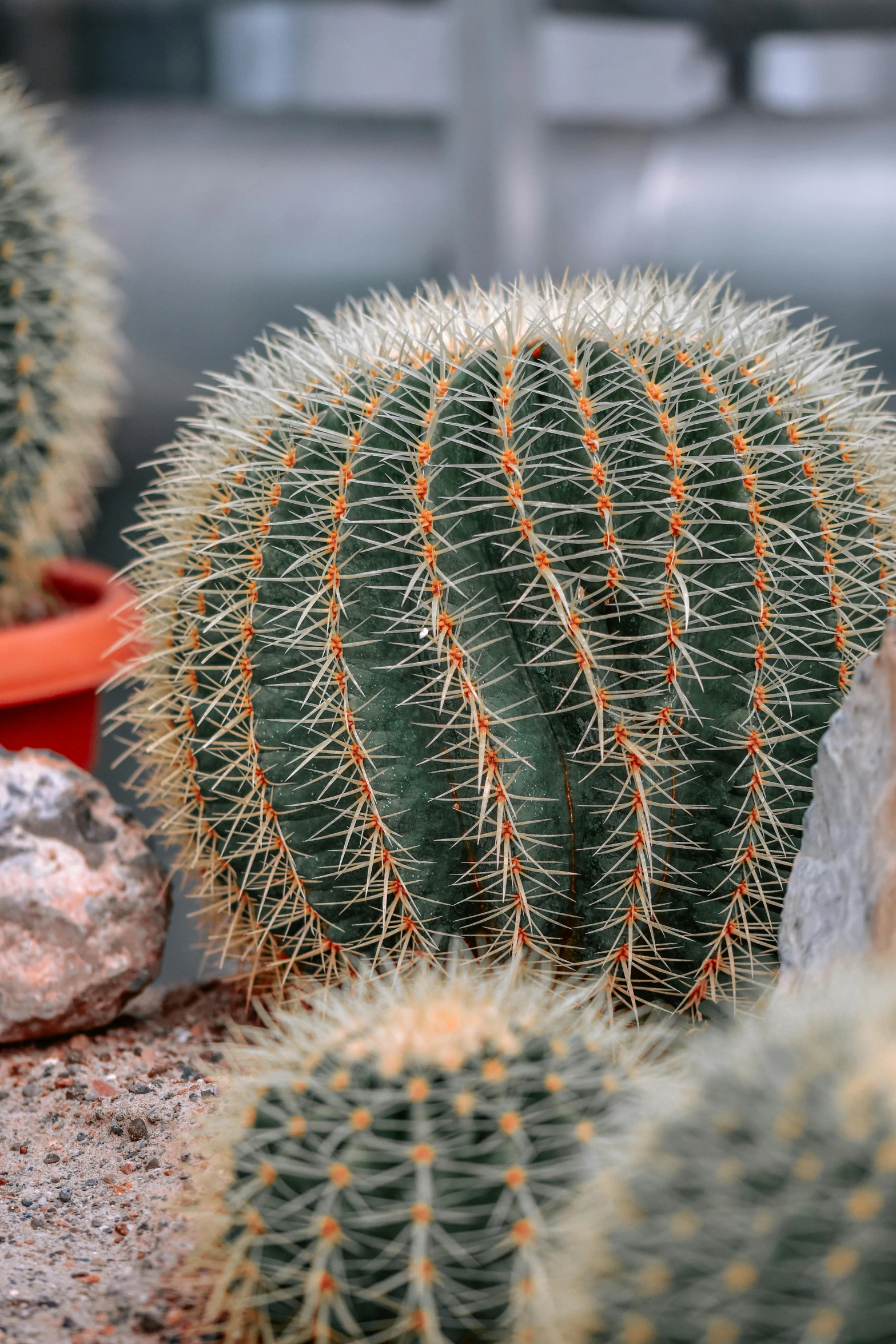 a cactus in a flowerpot by some rocks