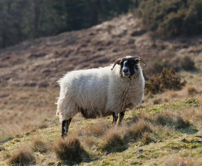 the sheep is standing on a hill and looking into the camera