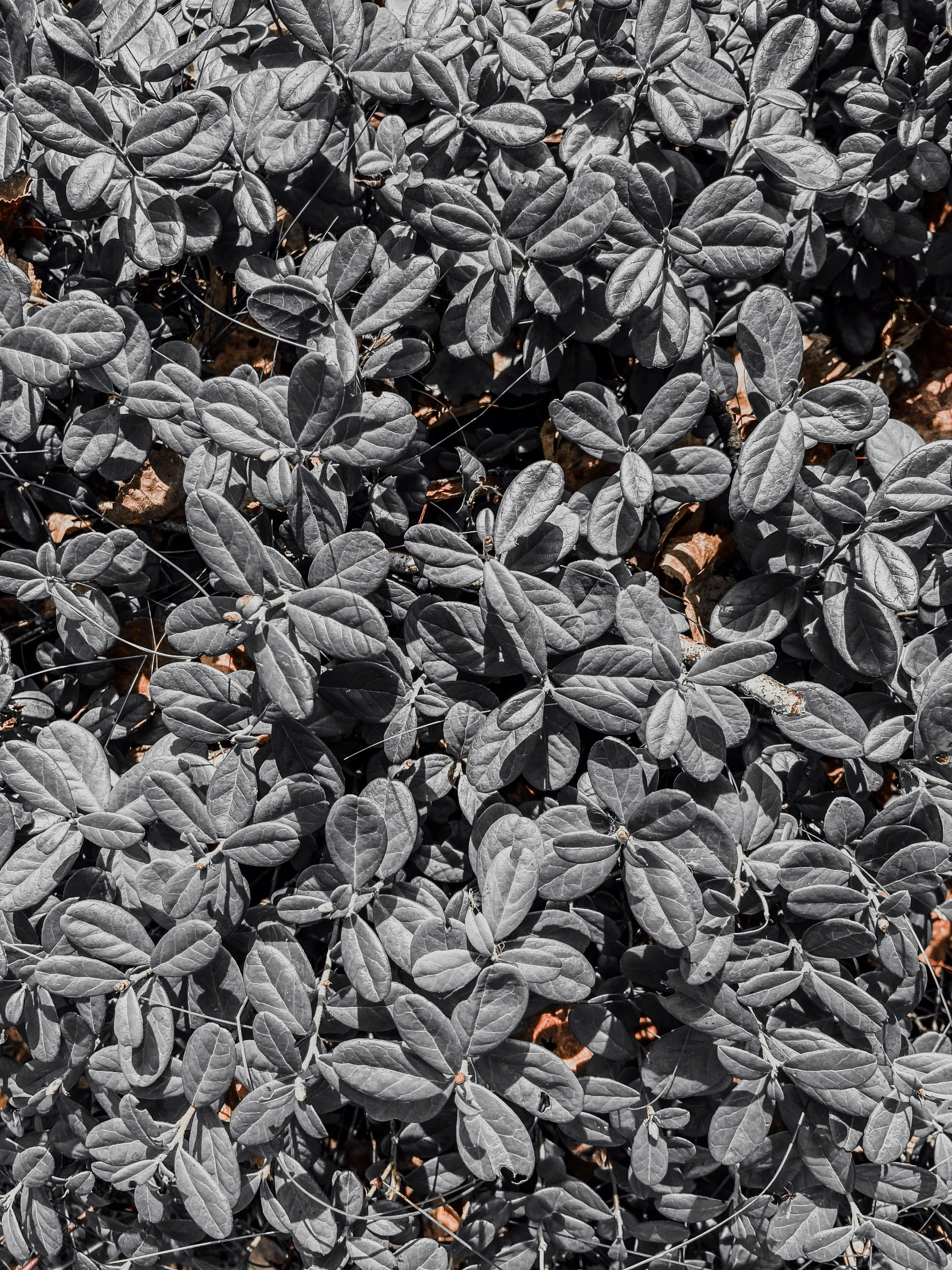 many gray leaves, with small white dots on the leaves