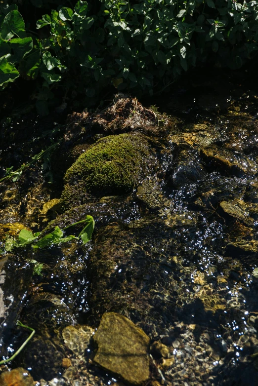 water on a rocky body of water surrounded by green foliage