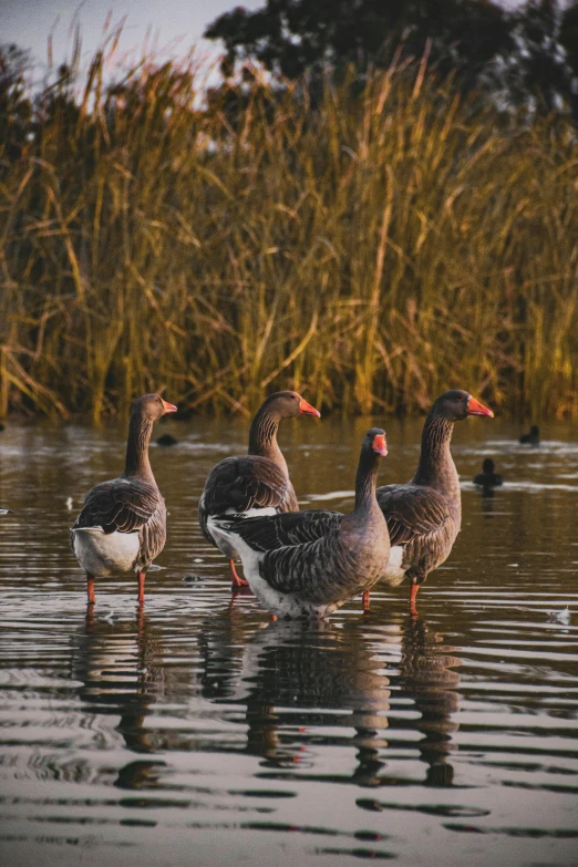 four geese on a pond in the middle of some water