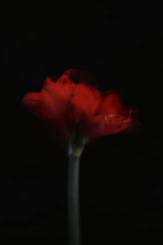 red flower that is in the dark with a blurry back ground