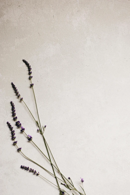 a bunch of lavender flowers on white wall