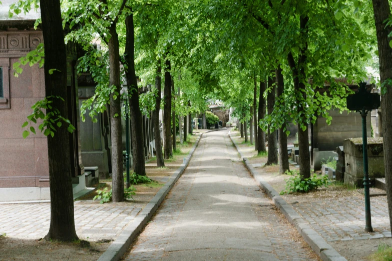a tree lined street with a bench under the shade