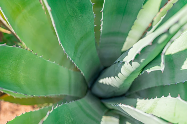 the top view of a green leafy plant