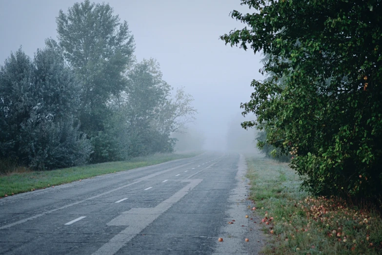 a foggy road with a line of trees