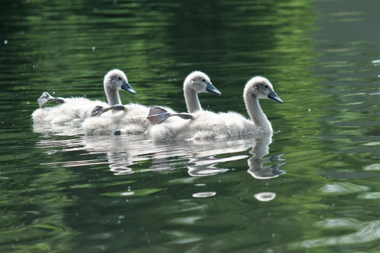 three little birds floating on top of the water