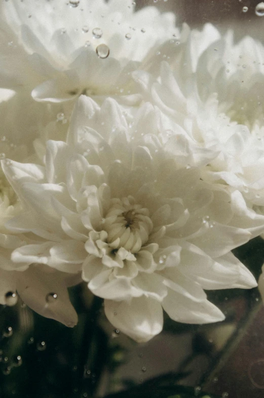 close up po of white flowers with water drops