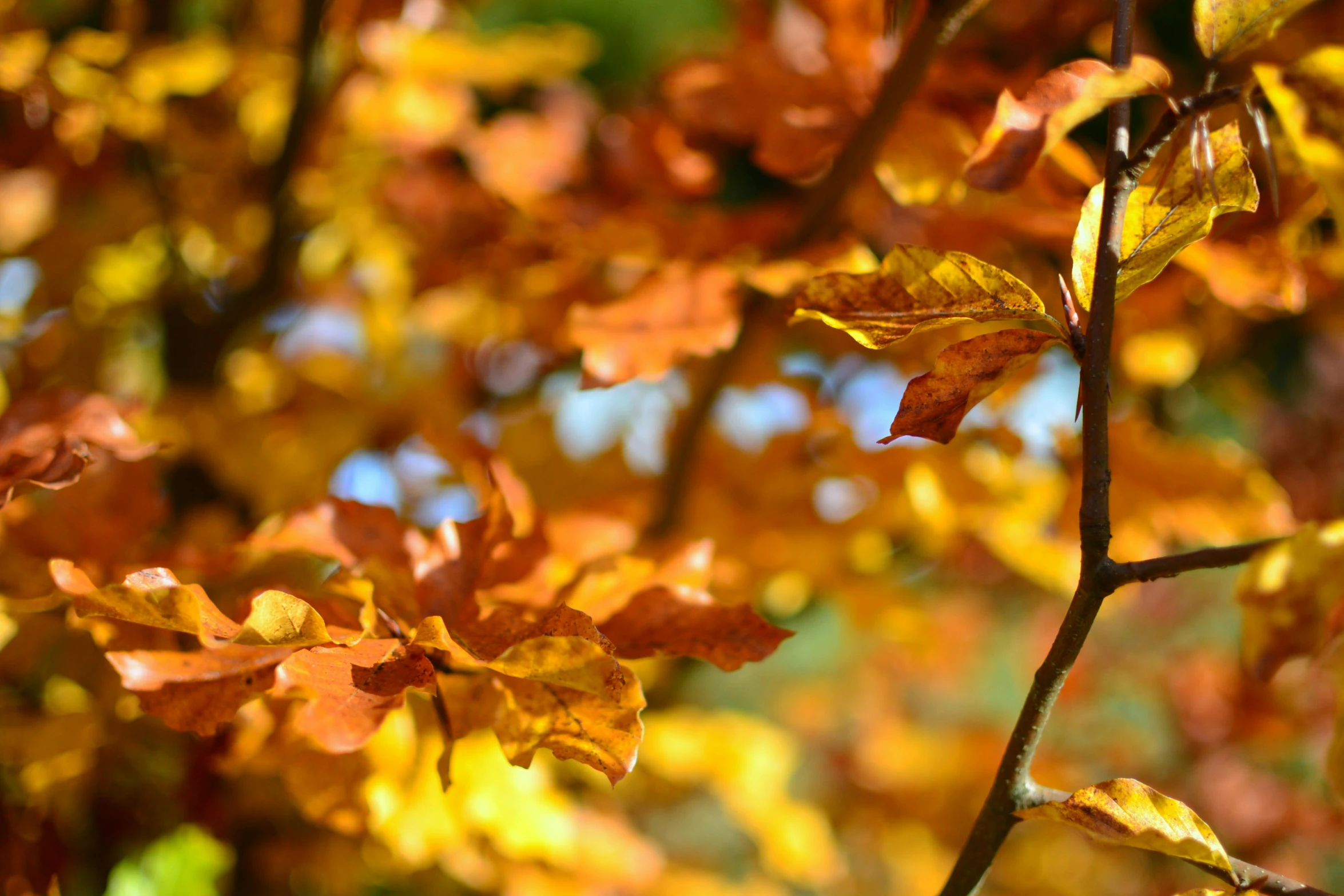 a nch with colorful leaves during the fall