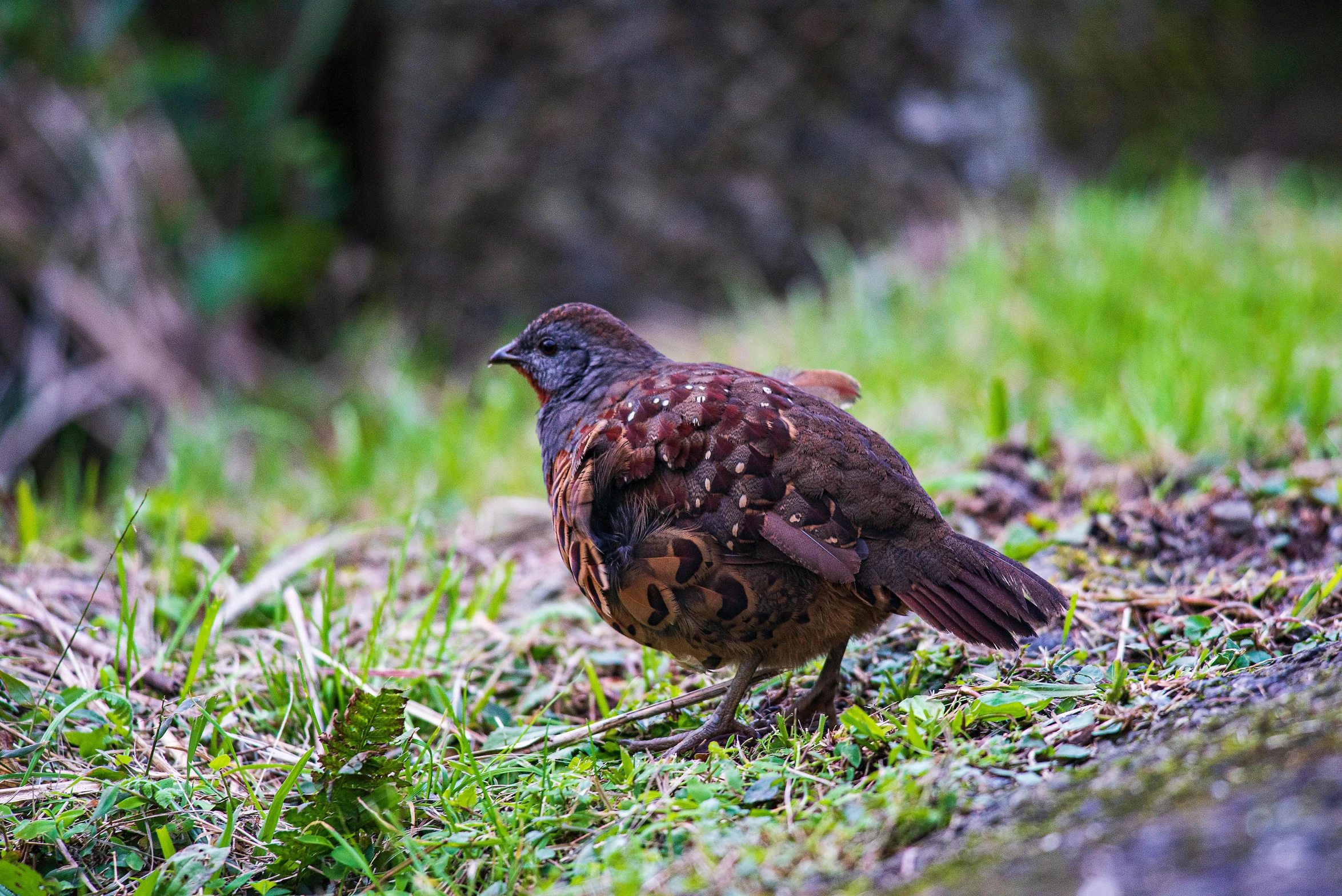 brown bird standing in grass with trees in the background