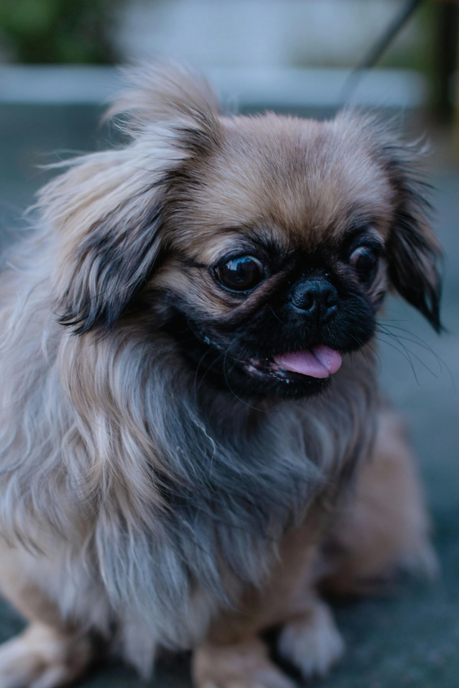 a little dog with his tongue hanging out