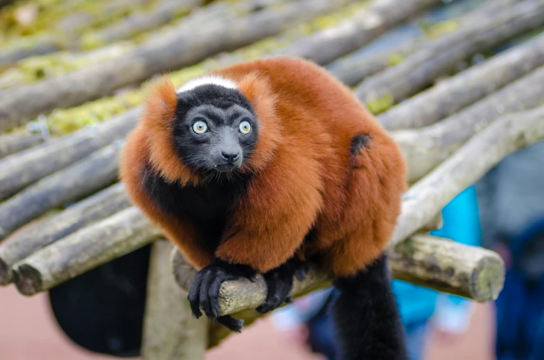 a monkey sitting on top of a wooden tree