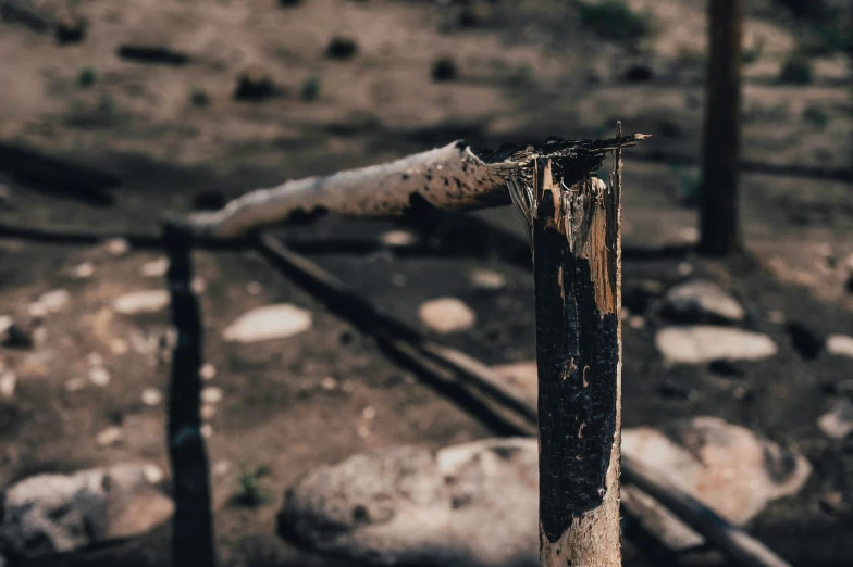 a broken tree stump is shown with only one end bent