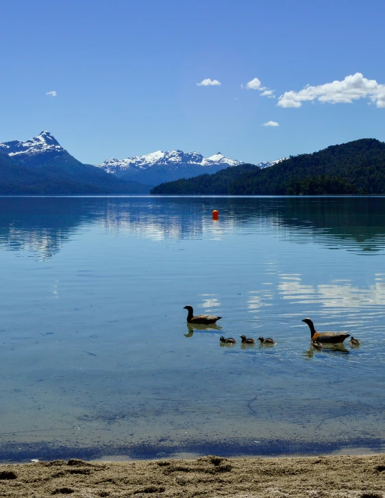 three geese swimming in the water of a large body of water