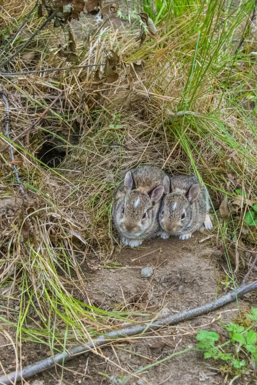 two baby animals sitting in the dirt between grass