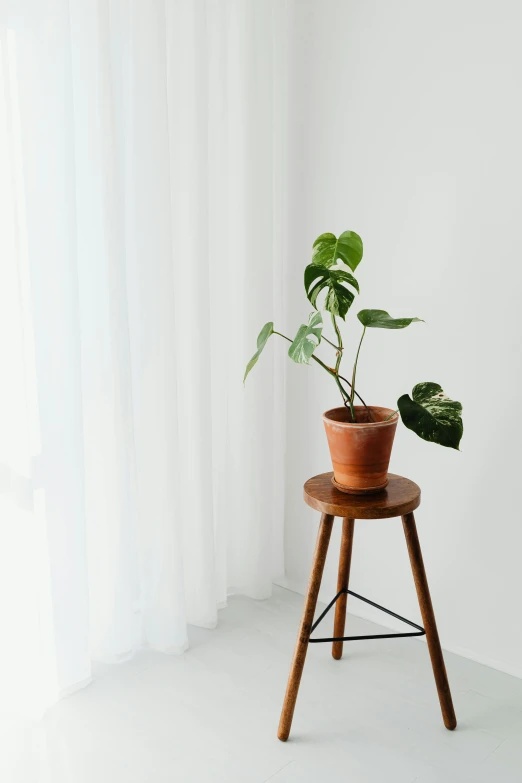 a plant sits on a stool by a window