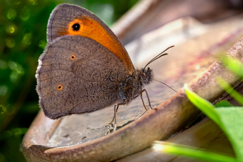 a erfly with orange spots and white on its head is resting on some leaves