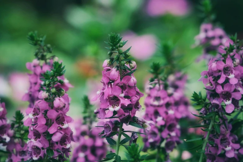 a purple flower in bloom outside of a bush