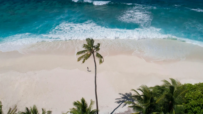 two palm trees in front of a beach with blue water