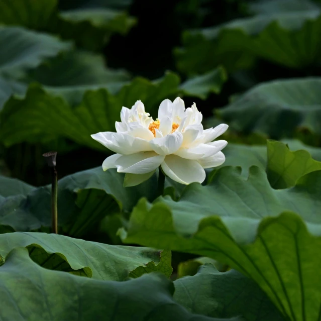 a single white flower sitting in a pond