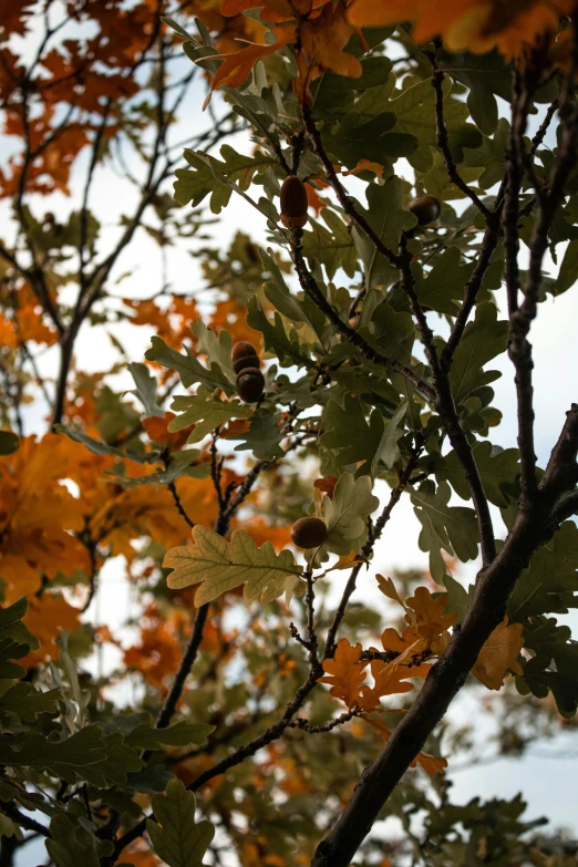 a tree with lots of leaves and brown berries