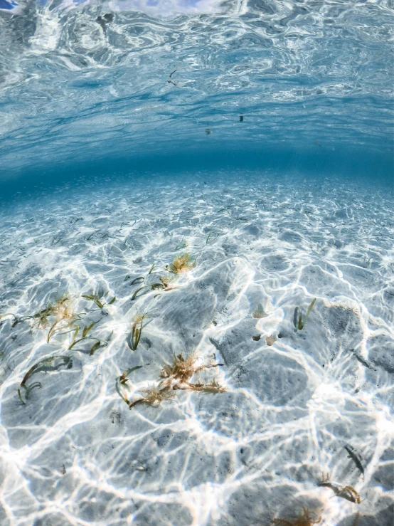 underwater surface of water and plants