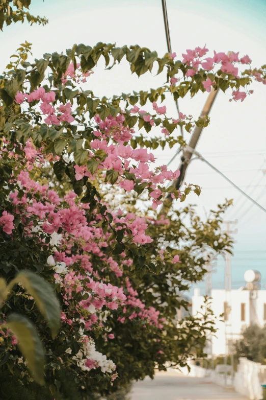 a bush filled with lots of pink flowers on top of it