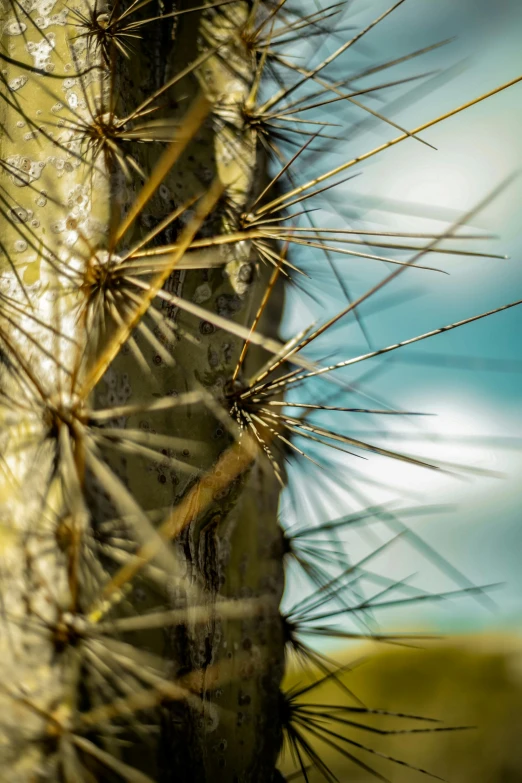 a small cactus is pictured on the back of a large cactus