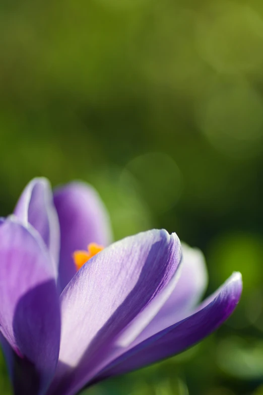 there is a purple flower that is blooming