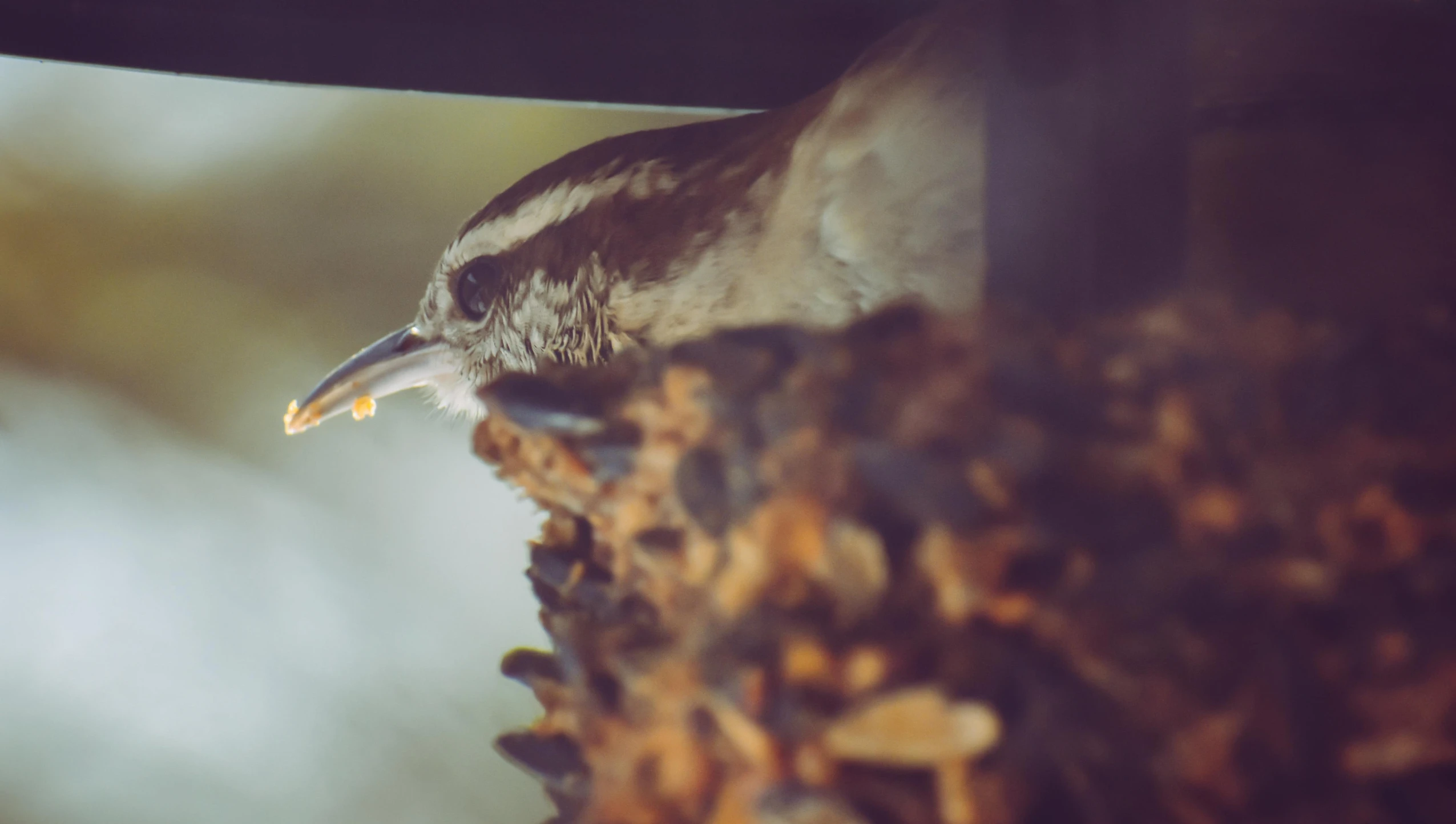 a bird with it's mouth wide open inside a feeder