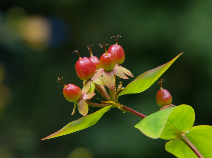 small berries hanging from a tree nch with green leaves