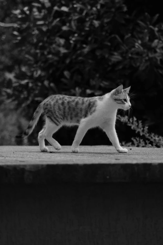 black and white pograph of a cat walking on concrete