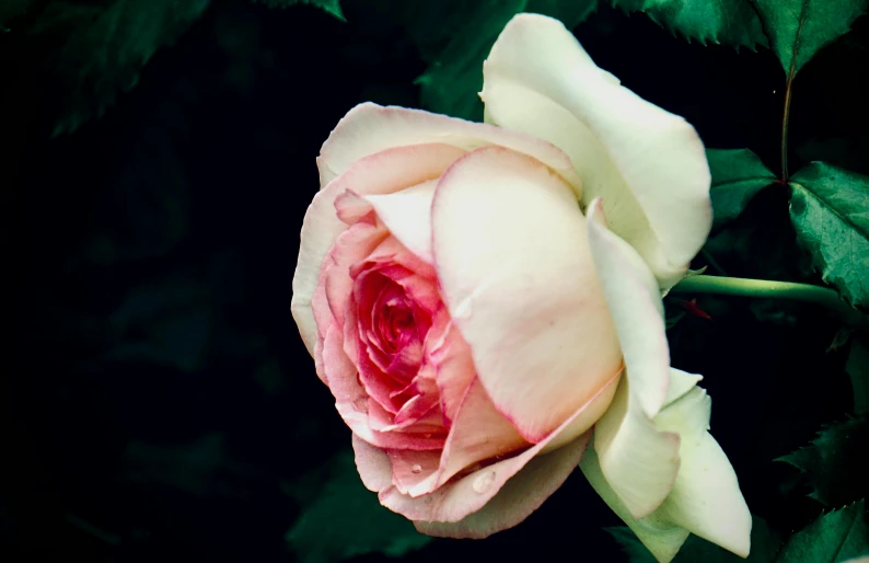 a pink rose with a green background