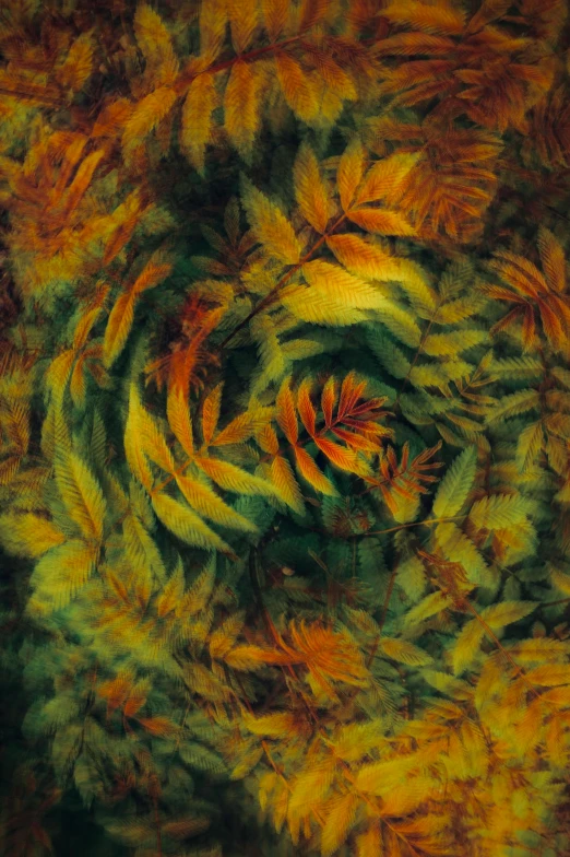 an abstract circular picture that resembles leaves