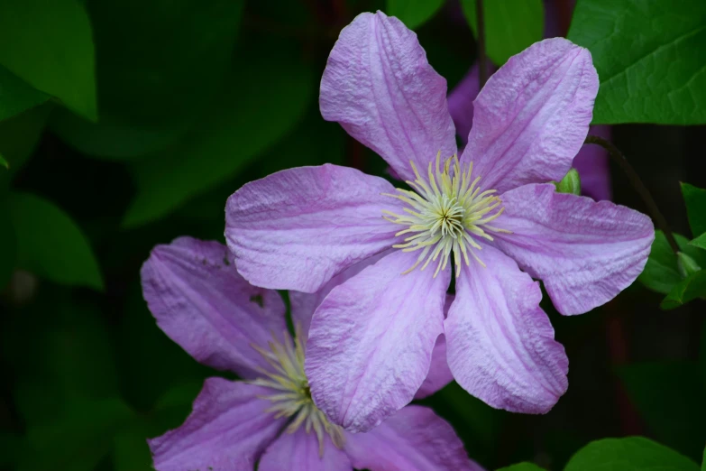 a close up of purple flowers growing in the forest