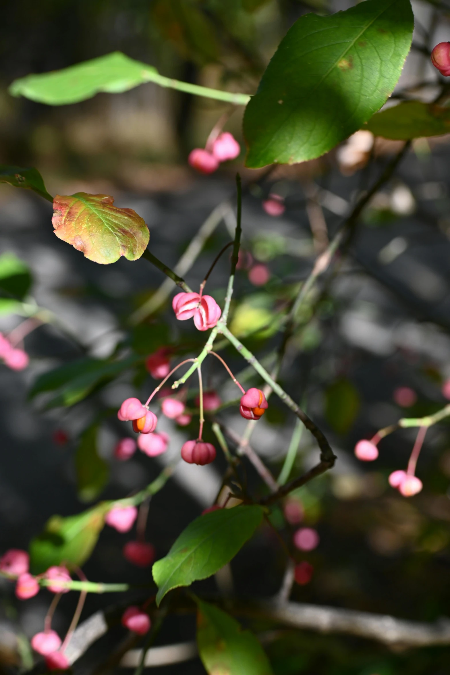 a group of small red flowers that are on some green leaves