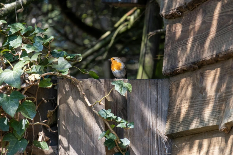 a bird is sitting on top of a wooden fence