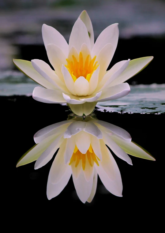 a white flower sitting on top of a body of water